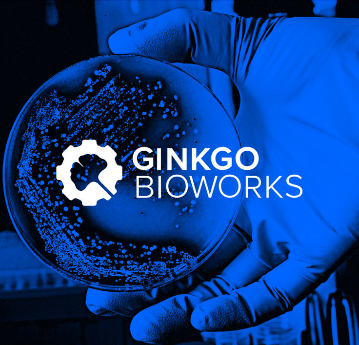 Ginkgo 图片